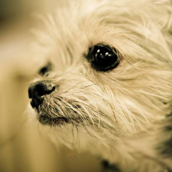 bellepup